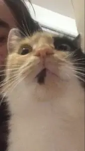 Frida cat