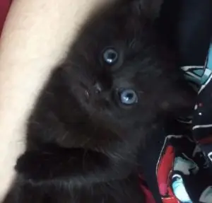 Bubu cat